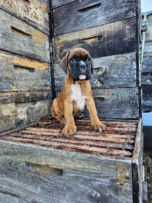 Les chiots de Boxer