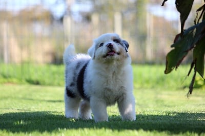 Les chiots de Berger Australien