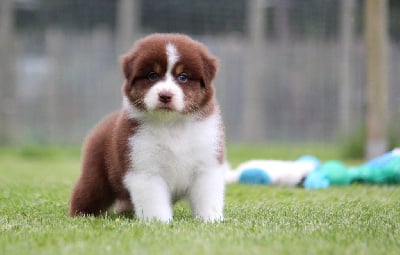 Les chiots de Berger Australien