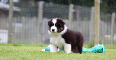 Les chiots de Berger Australien