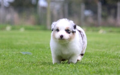 Les chiots de Berger Australien