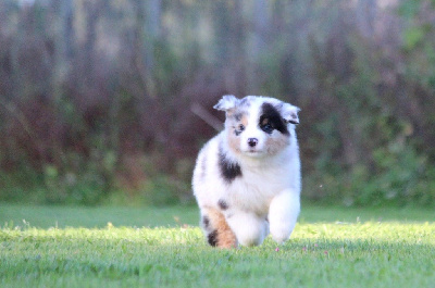 Les chiots de Berger Australien