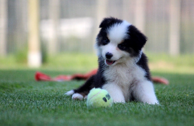 Les chiots de Berger Australien