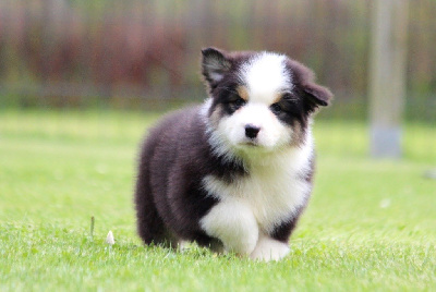 Les chiots de Berger Australien