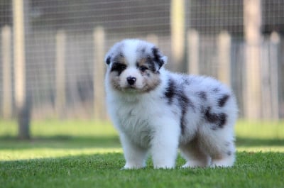 Les chiots de Berger Australien