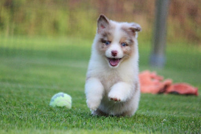 Les chiots de Berger Australien