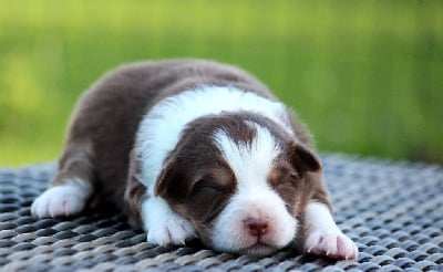 Les chiots de Berger Australien