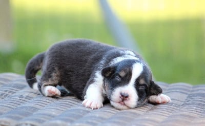 Les chiots de Berger Australien