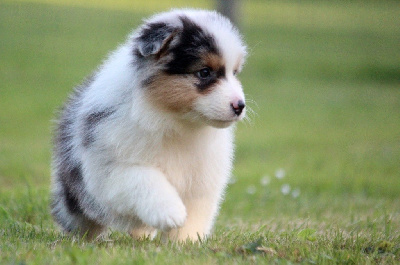 Les chiots de Berger Australien