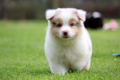 Les chiots de Berger Australien