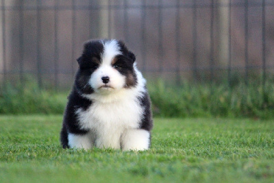 Les chiots de Berger Australien