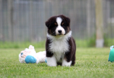 Les chiots de Berger Australien