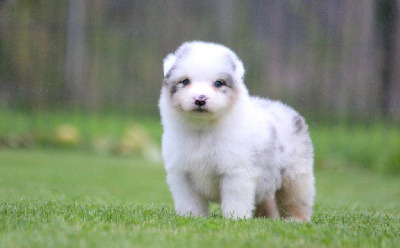 Les chiots de Berger Australien