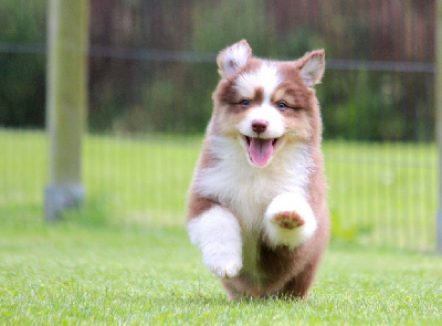 Les chiots de Berger Australien