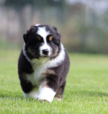 Les chiots de Berger Australien