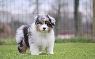 Les chiots de Berger Australien