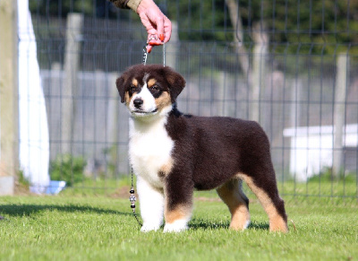 Les chiots de Berger Australien