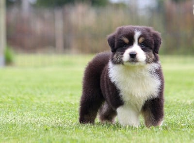 Les chiots de Berger Australien