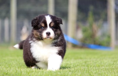 Les chiots de Berger Australien