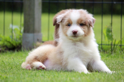 Les chiots de Berger Australien