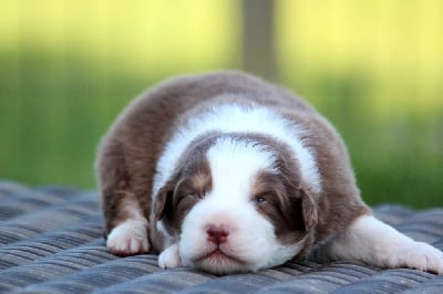 Les chiots de Berger Australien