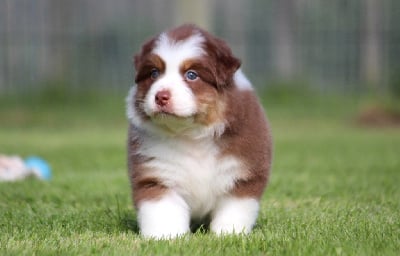 Les chiots de Berger Australien