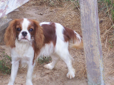 Les chiots de Cavalier King Charles Spaniel