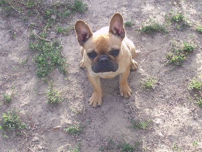 Les chiots de Bouledogue français