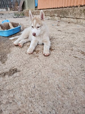 Les chiots de Siberian Husky