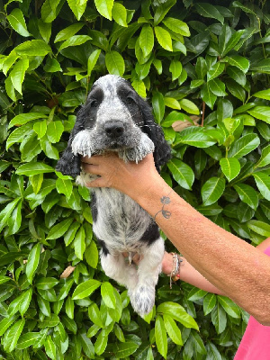 Les chiots de Cocker Spaniel Anglais