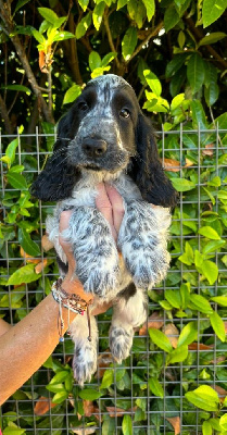 Les chiots de Cocker Spaniel Anglais