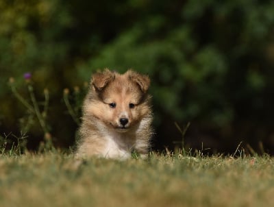 Les chiots de Shetland Sheepdog