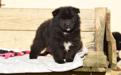 Les chiots de Chien finnois de Laponie