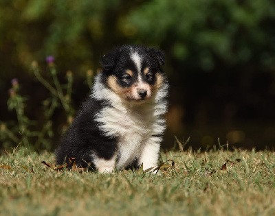 Les chiots de Shetland Sheepdog