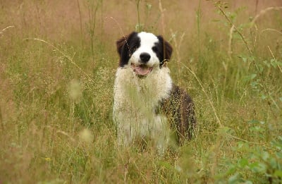 Les chiots de Border Collie