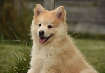 Les chiots de Chien finnois de Laponie