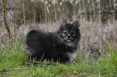 Les chiots de Chien finnois de Laponie