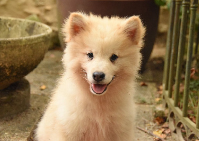 Les chiots de Chien finnois de Laponie