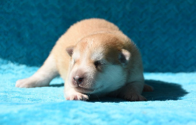 Les chiots de Chien finnois de Laponie