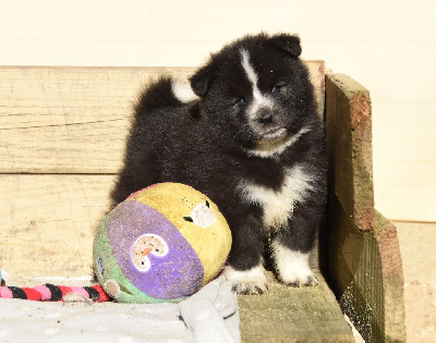 Les chiots de Chien finnois de Laponie