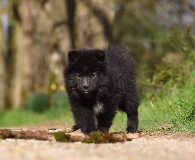 CHIOT 3 - Chien finnois de Laponie