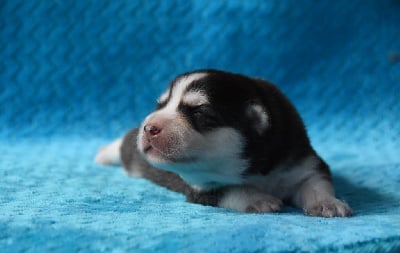 Les chiots de Chien finnois de Laponie