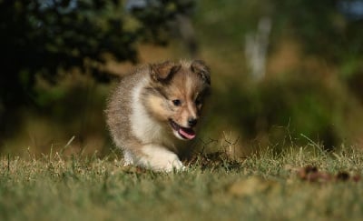 CHIOT 2 - Shetland Sheepdog