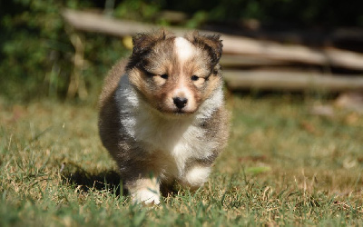 Les chiots de Shetland Sheepdog