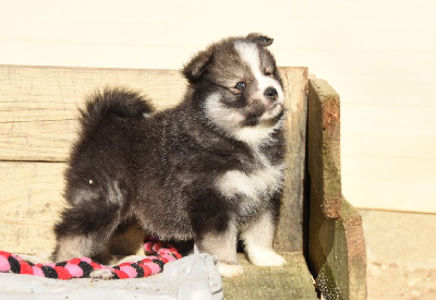 Les chiots de Chien finnois de Laponie