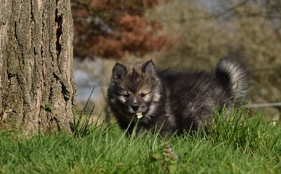 CHIOT 1 - Chien finnois de Laponie