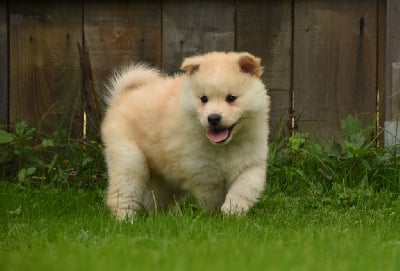 Les chiots de Chien finnois de Laponie