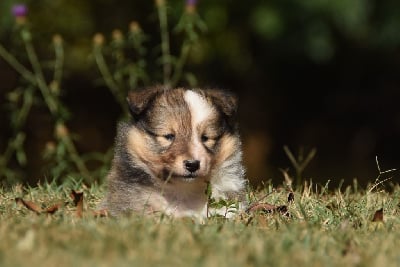 Les chiots de Shetland Sheepdog