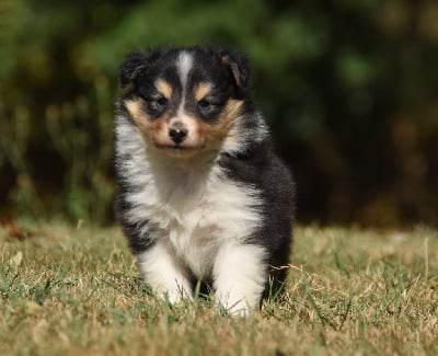 Les chiots de Shetland Sheepdog