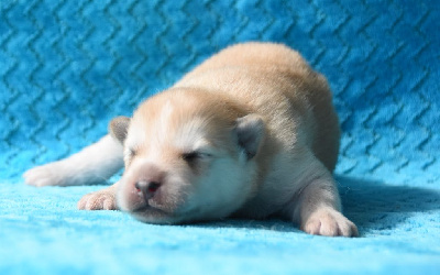 Les chiots de Chien finnois de Laponie